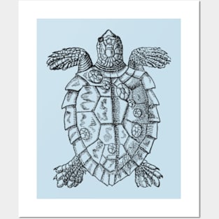 Sea Turtle Posters and Art